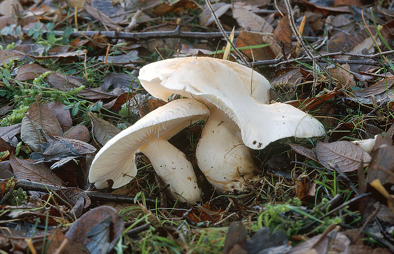 Tricholoma stiparophyllum
